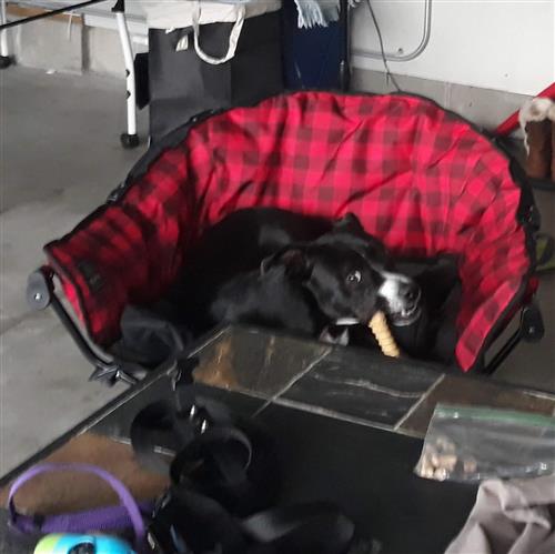 PJ PJ
